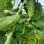 Πώς να ποτίζετε τα αγγούρια ώστε να μην πικραίνουν: απλές συσκευές από σκουπίδια από την ύπαιθρο unnamed-file.jpg