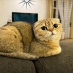 Τι συμβαίνει αν μια γάτα τρέφεται μόνο με ξηρά τροφή: ο μύθος της υγρασίας και των νεφρών υπό επίθεση unnamed-file.jpg